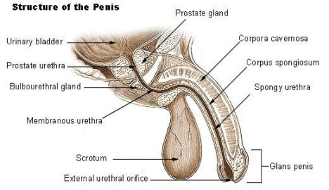 prostatito erekcijos problema