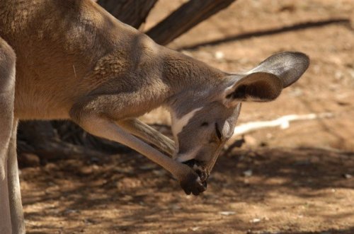 kengūros varpos