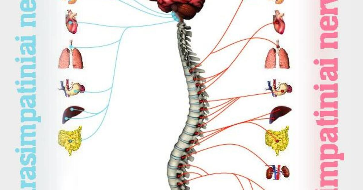 nervų sistema varpos nervų sistema