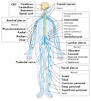 nervų sistema varpos nervų sistema