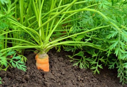 morkų ir varpos augimas kaip išlaikyti savo varpą