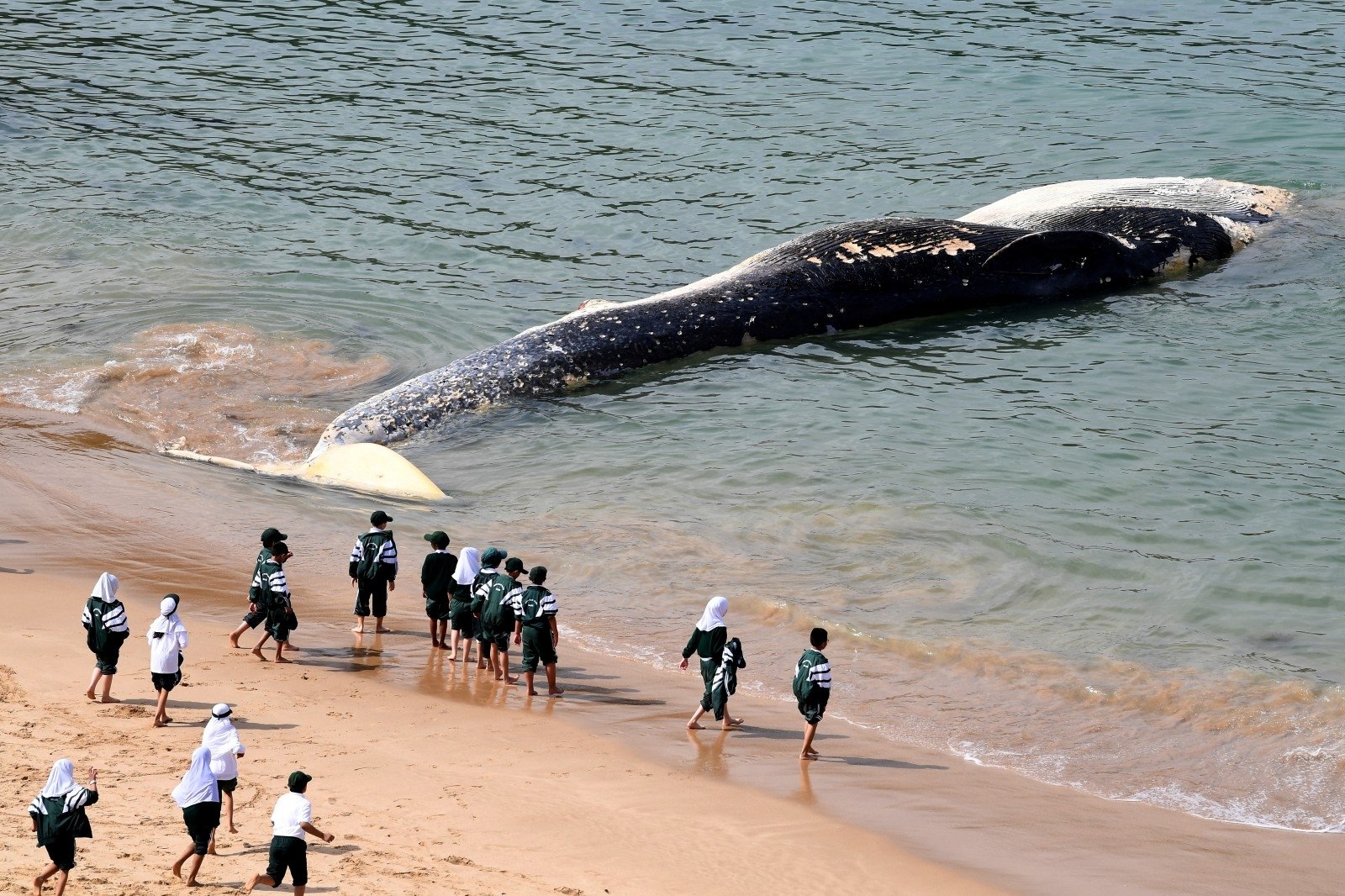 didžiausi varpos banginiai